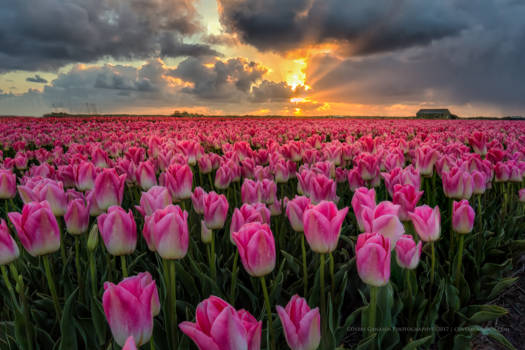 Yosemite National Park - Breaking through the sunset