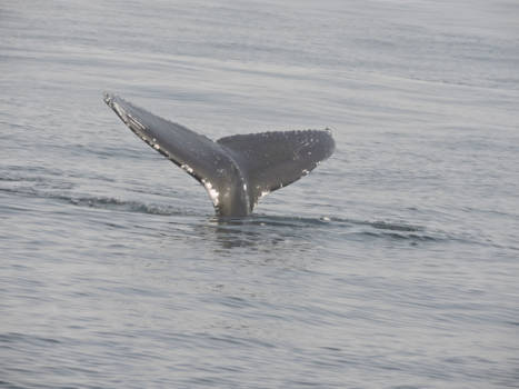 Rondreis Westkust Amerika - Walvissen spotten Monterey
