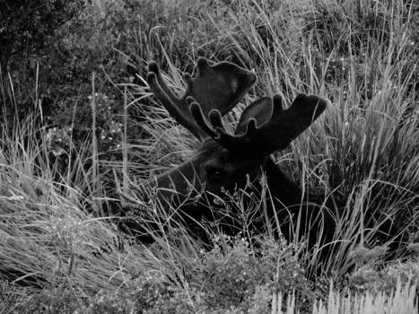 Yellowstone National Park - Moose Black en White in Yellowstone