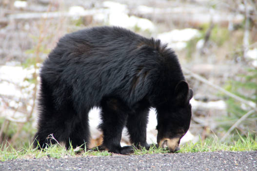 Glacier National Park - Jonge beer