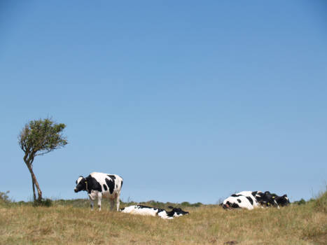Yellowstone National Park - schiermonnikoog