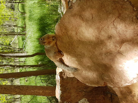 Zion National Park - eekhoorn