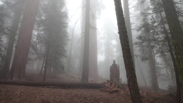 Sequoia en Kings Canyon National Park - Giant forrest
