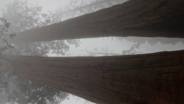 Sequoia en Kings Canyon National Park - High up in the sky