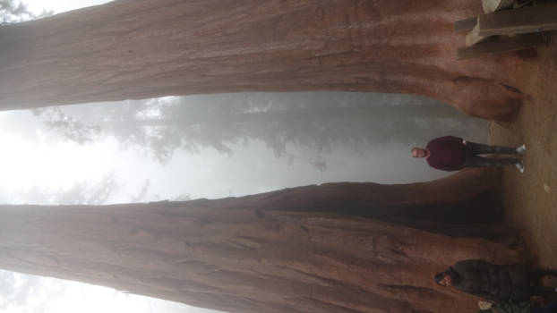 Sequoia en Kings Canyon National Park - We're so little..