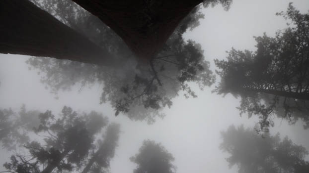 Sequoia en Kings Canyon National Park - Sky is the limit