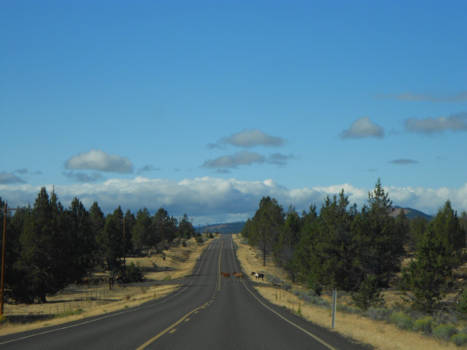 Oregon - Wild Horses at Warm Springs Reservation Oregon