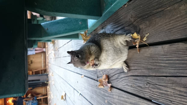 Yosemite National Park - Hungry squirrel