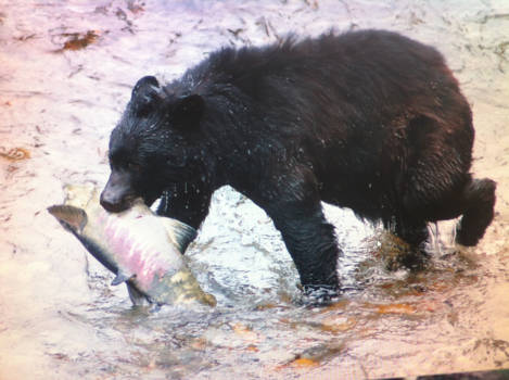 Alaska - Salmon River
