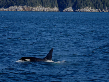 Alaska - Een Orca!