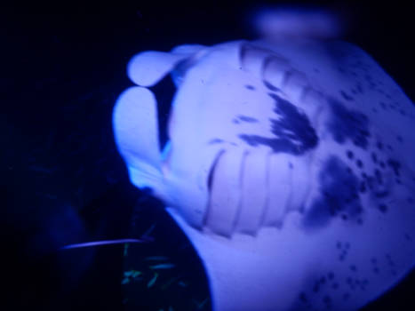 Hawaii - Close up reuzenmanta