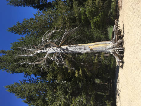 Yosemite National Park - Trees might not get to choose where they set their roots