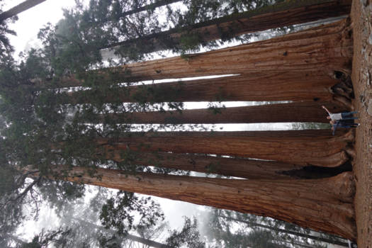 Sequoia en Kings Canyon National Park - We could almost see Canada from the top of the Sequoia