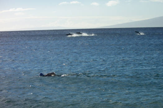 Hawaii - Synchroon...