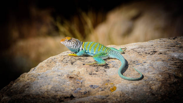 Yellowstone National Park - In Petrified Forest