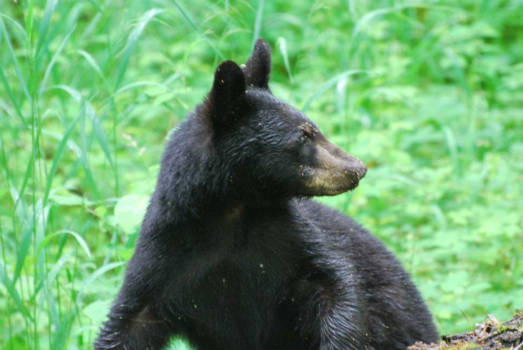 Great Smoky Mountains National Park - Zo dichtbij.... uniek