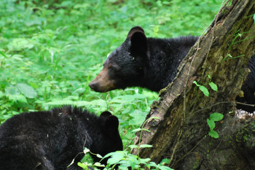 Great Smoky Mountains National Park - Mama en "cub"