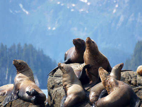 Rondreis Alaska - Sealions - Kenai Fjords NP