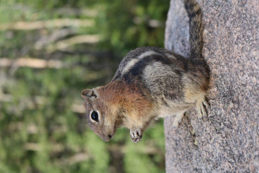 Rocky Mountains - Squirl