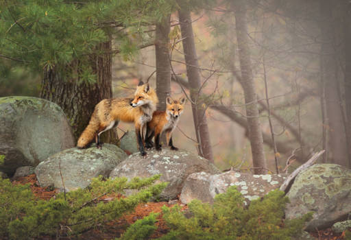 Yellowstone National Park - A dad will always be a child's first hero...  (Andover, Massachusetts - USA)