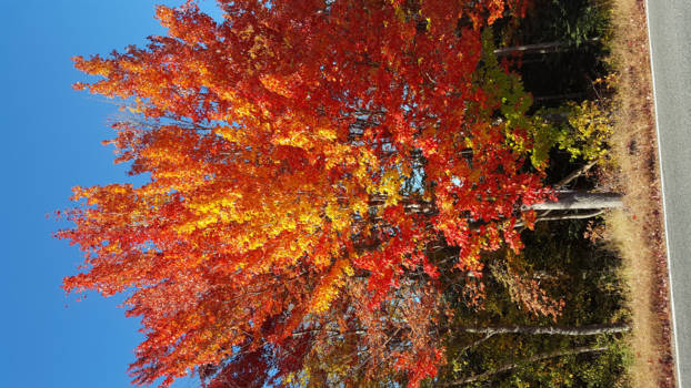 New Hampshire - The autumn leaves ...