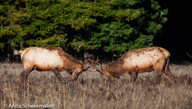 California - Nature's battle