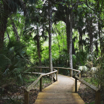 Florida - A forest is the best place to relax.