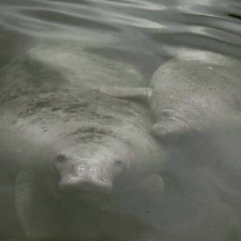 Florida - Manatees in crystal river