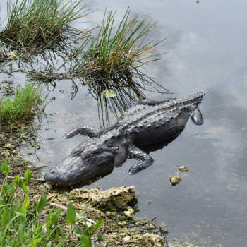Florida - Beestje in everglades