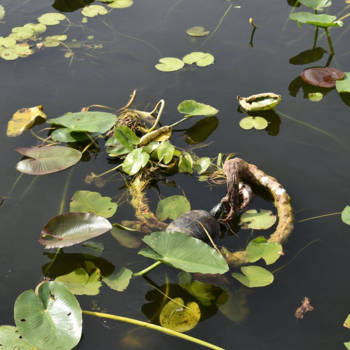 Florida - Schildpadden everglades