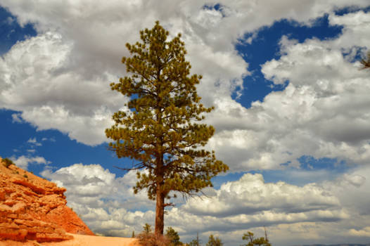 Bryce Canyon National Park - Lonely at the top