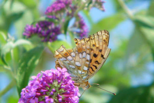 New York - Tere natuur