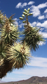 Death Valley National Park - Leven in Death Valley