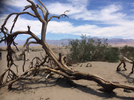 Death Valley National Park - Dor en droog