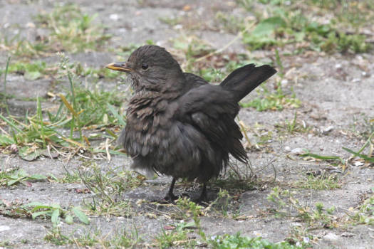 Rondreis Alaska - De zeer bijzondere Alenamerel .