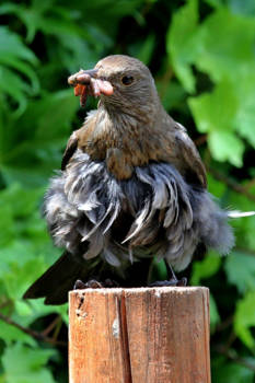 Rondreis Alaska - De bijzondere Alenamerel in Juni