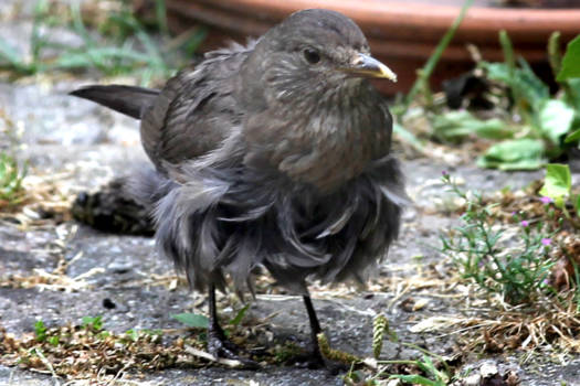 Rondreis Alaska - De bijzondere Alenamerel in Augustus
