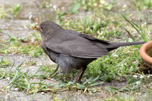 Rondreis Alaska - De zeer bijzondere Alenamerel in April