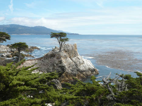 California - Lone Cypress