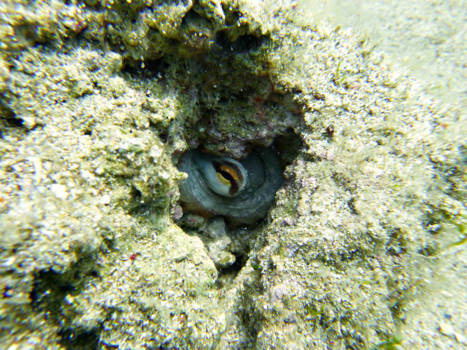 Hawaii - Taking a peek