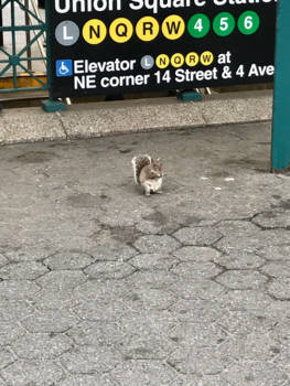 New York - Eekhoorn union park