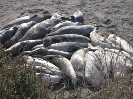 California - "Lazing on a sunny afternoon...in the summertime"