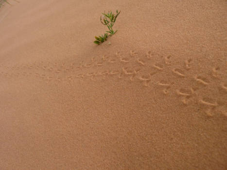 Utah - Coral Pink Sand  Dunes State Park