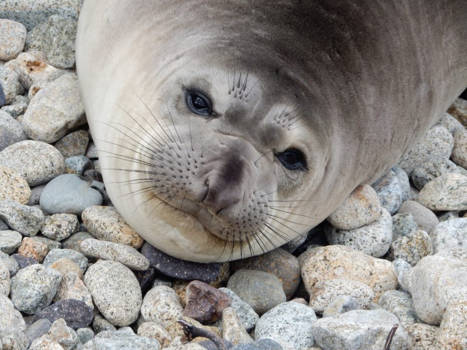 San Francisco - Jong zeeolifantje bij Point Reyes National Seashore, San Francisco
