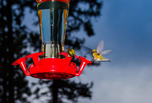 Utah - Sneller dan snel