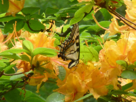 North Carolina - onze reis door the deep south