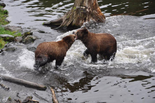 Rondreis Alaska - Vechtende beren