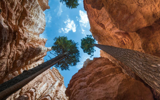 Bryce Canyon National Park - Hoge bomen vangen niet altijd veel wind