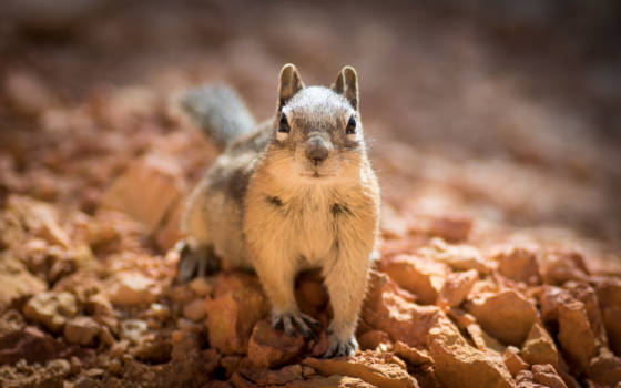 Bryce Canyon National Park - Hello there Mr. Chipmunk