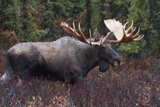 Alaska - Mannetjes eland